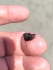 Brachidontes pharaonis