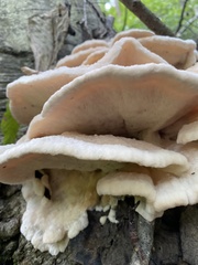 Climacodon septentrionalis