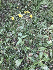 Hieracium prenanthoides