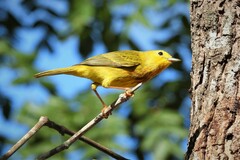 Setophaga petechia rufivertex