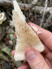 Climacodon septentrionalis