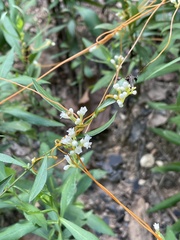 Cuscuta campestris