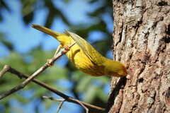 Setophaga petechia rufivertex