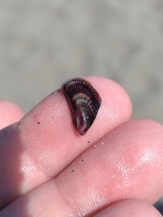 Brachidontes pharaonis