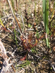 Drosera linearis