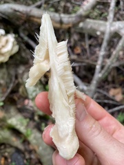 Climacodon septentrionalis