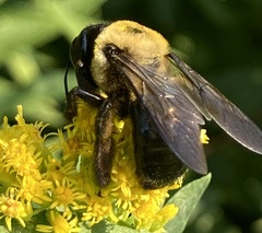 Xylocopa virginica virginica