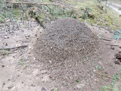 Formica rufa