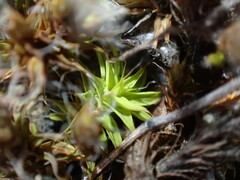 Syntrichia