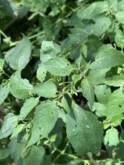 Solanum emulans