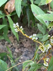 Cuscuta campestris