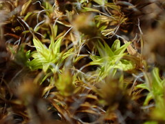 Syntrichia