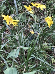 Hieracium prenanthoides