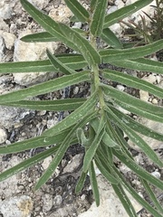 Asclepias asperula