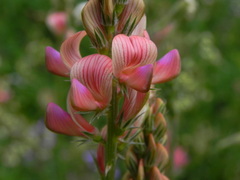 Onobrychis viciifolia
