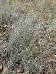 Artemisia