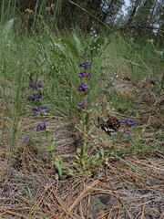Penstemon pruinosus