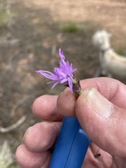 Liatris punctata