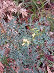 Acacia terminalis