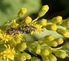 Perdita octomaculata