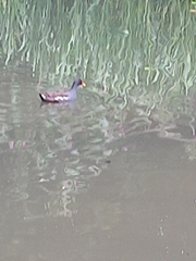 Gallinula chloropus