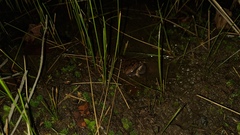 Physalaemus cuvieri