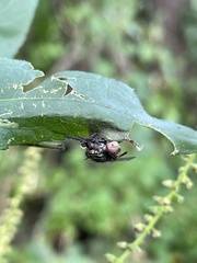Entomophthora muscae