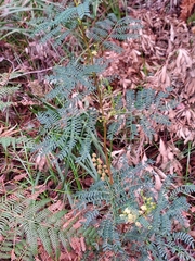 Acacia terminalis