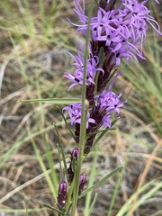 Liatris punctata