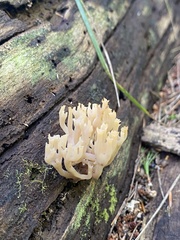 Artomyces pyxidatus