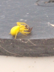 Thomisidae