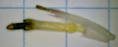 Helianthus annuus