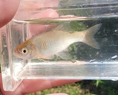 Cyprinella lutrensis