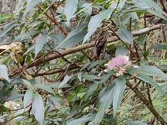 Hydrangea longifolia