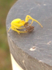 Thomisidae