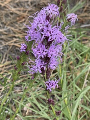 Liatris punctata