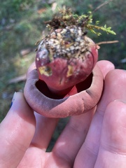 Chalciporus piperatus