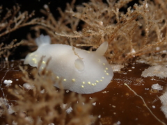 Cadlina laevis