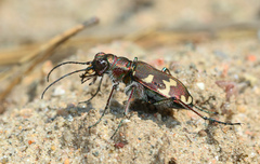 Cicindela hybrida