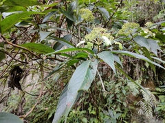 Hydrangea longifolia