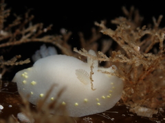 Cadlina laevis