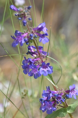 Penstemon pruinosus
