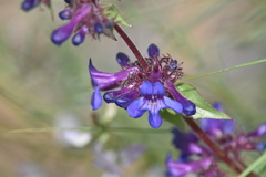 Penstemon pruinosus