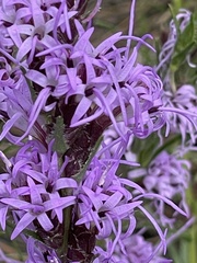 Liatris punctata