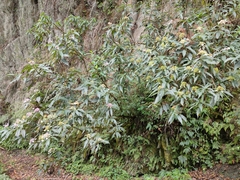 Hydrangea longifolia