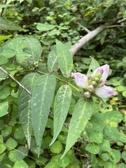Chelone glabra