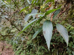 Hydrangea longifolia