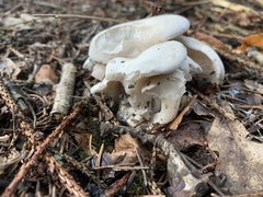 Leucocybe connata