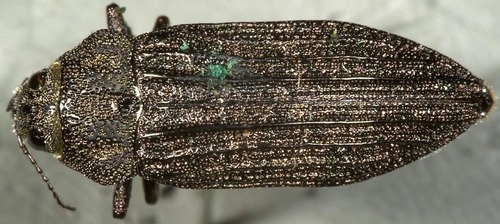 How to identify Polycesta californica LeConte, 1857