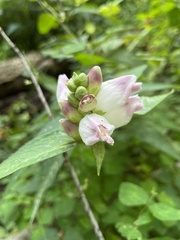 Chelone glabra